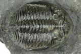 Detailed Hollardops Trilobite Fossil - Ofaten, Morocco #323702-2